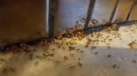 Pest Control Ellenbrook image 3